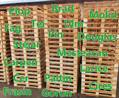 Mehr über den Artikel erfahren Holzarten für Paletten und Europaletten